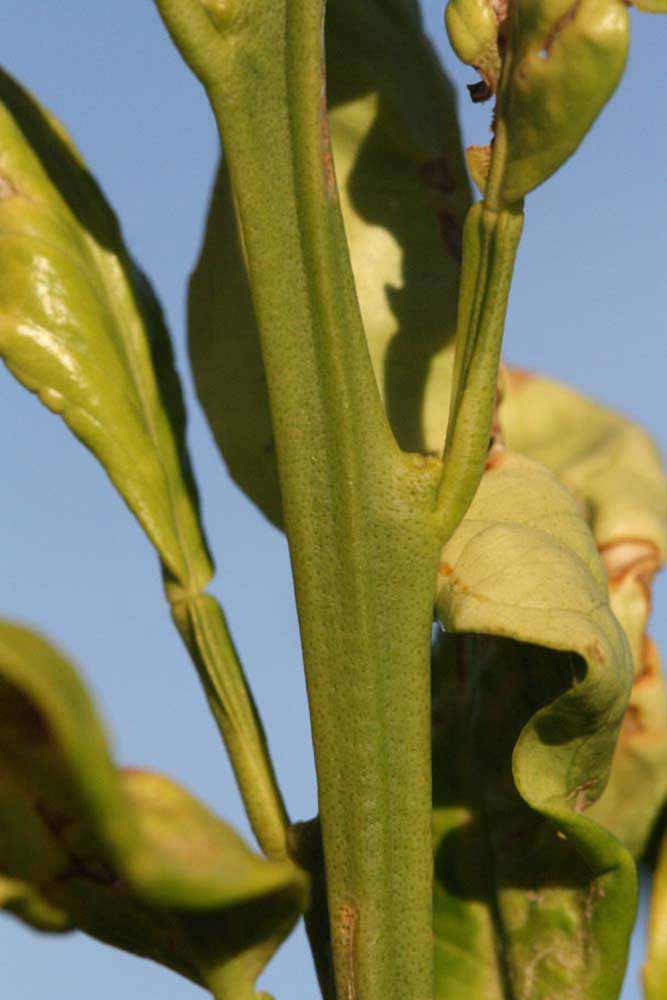              First year twig (Riverside, CA)       